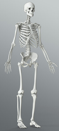 solid-3d-male-skeleton-01.jpg