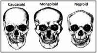 caucasoid-mongoloid-and-negroid-skulls.jpg