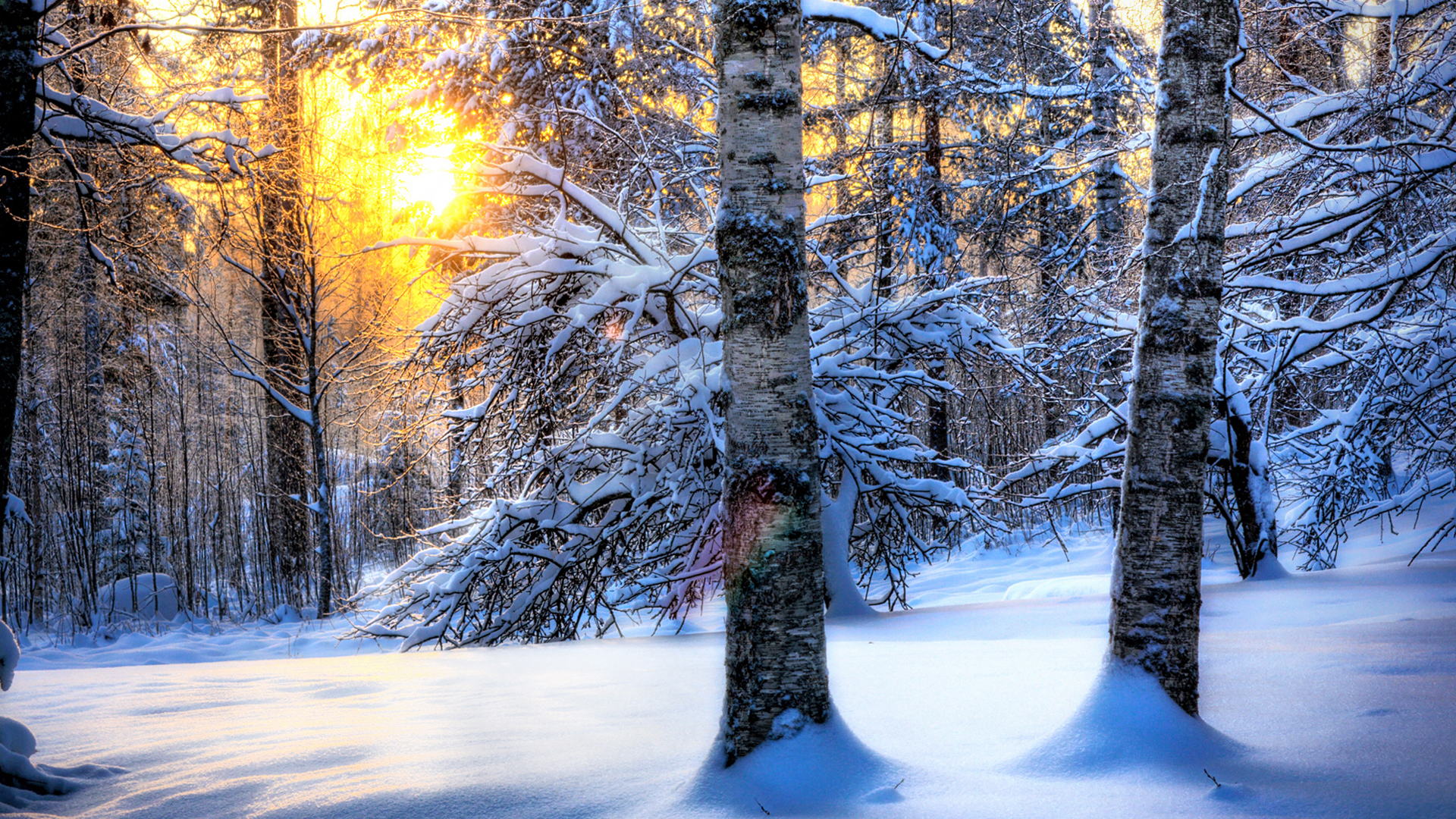 forest-scenes-wallpaper-winter.jpg