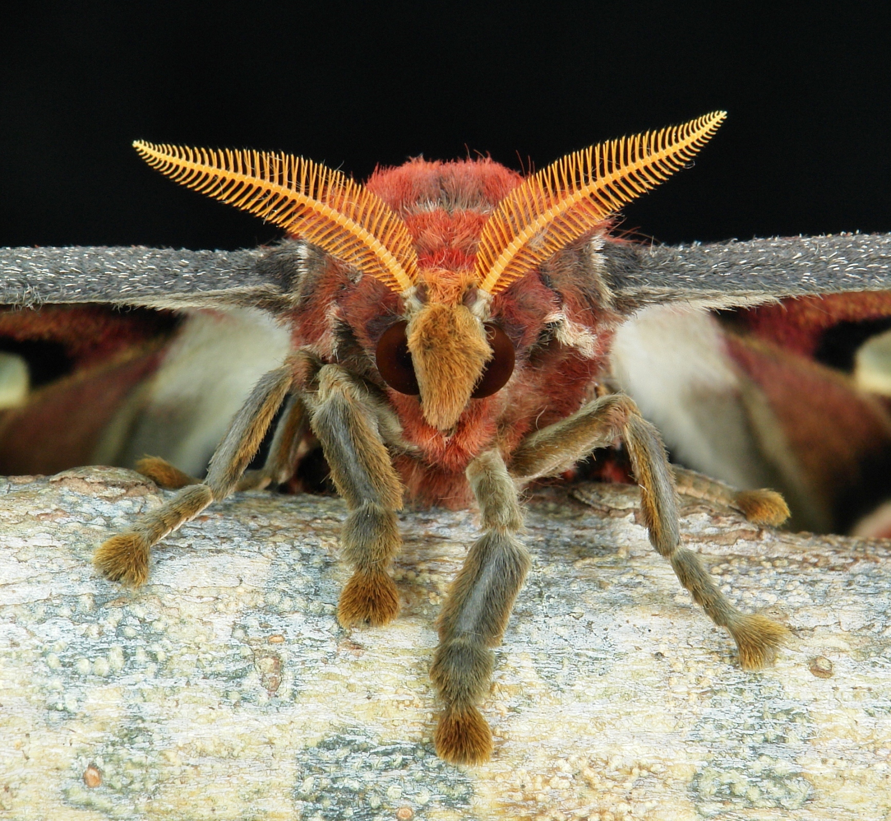 Atlas-moth-face-close-up.jpg