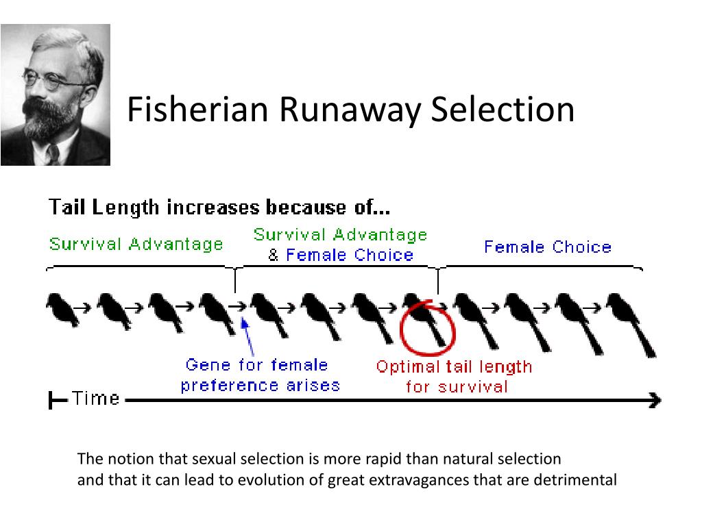 fisherian-runaway-selection-l.jpg