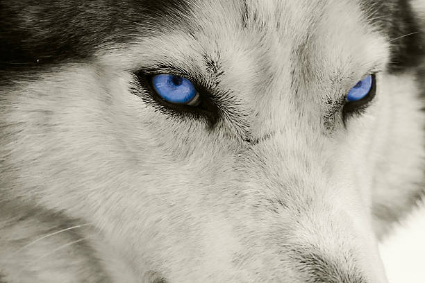 closeup-of-wolf-with-blue-eyes-picture-id97914838