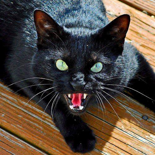 this-very-angry-black-cat-v0-xb32cjyxkvra1.jpg