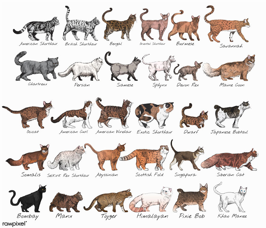 Our-designer-just-illustrated-different-types-of-cat-breeds-and-we-are-freaking-out-by-how-cute-they-are-5a13f516be921-png__880.jpg
