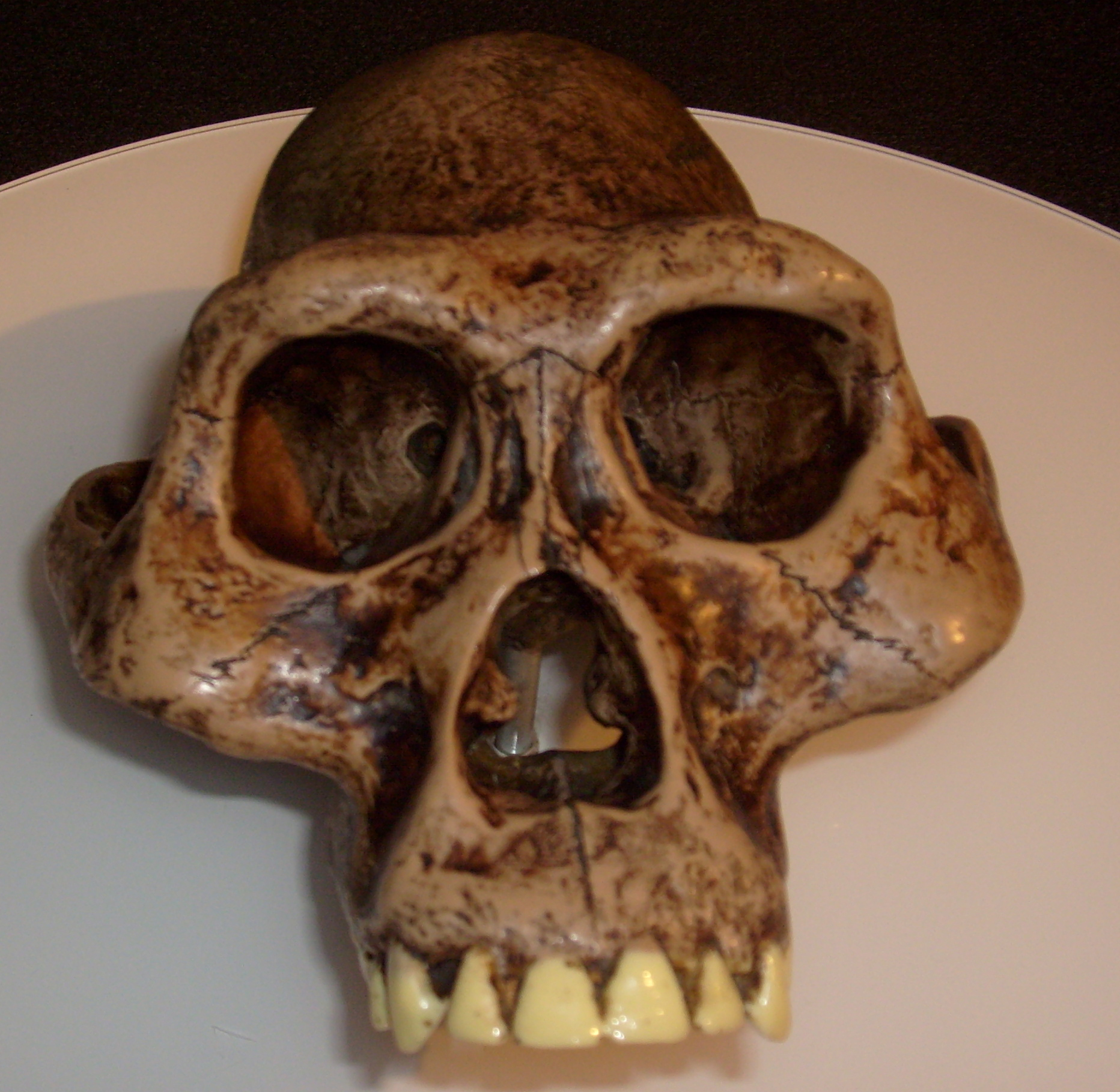 Australopithecusafarensis_reconstruction.jpg